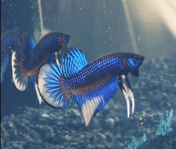 Wildbetta Hochzucht