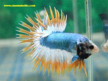 Crowntail