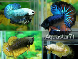 Aquastar71