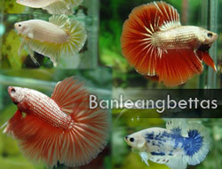 Banleangbettas