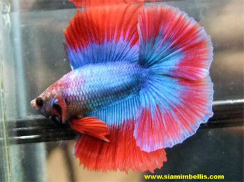 Doubletail