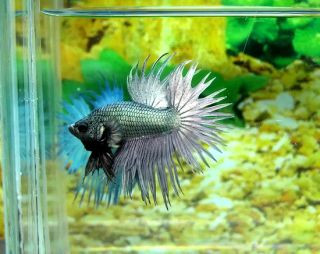 Crowntail