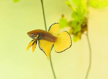 W022 - Yellow splendens Paar