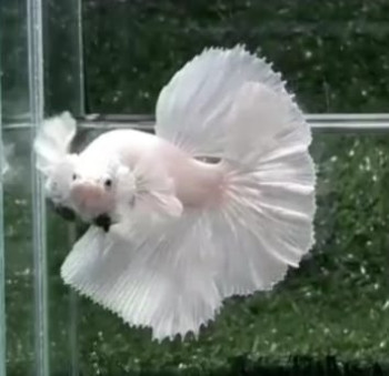 A077 - White Platinum Halfmoon Dumbo (Big Ear) Paar