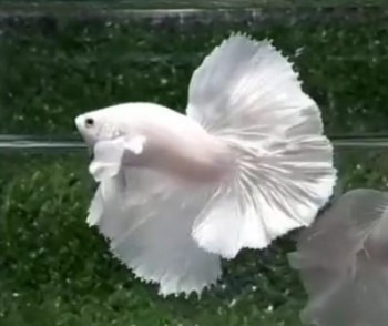 A077 - White Platinum Halfmoon Dumbo (Big Ear) Paar