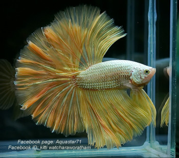A037 - Yellow Dragon Halfmoon Paar