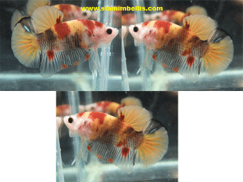 S361 - Nemo Plakat or Candy Koi Plakat Paar