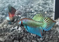 W012 - Betta mahachaiensis Pair W012 - Betta mahachaiensis Pair