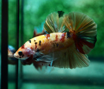 B602 - Koi Giant Plakat B602 - Koi Giant Plakat