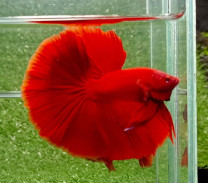 A016 - Red Halfmoon Paar A016 - Red Halfmoon Paar