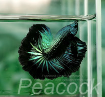 A038 - Peacock Halfmoon Paar A038 - Peacock Halfmoon Paar