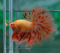 A044 - Dalmatian Orange Halfmoon Paar