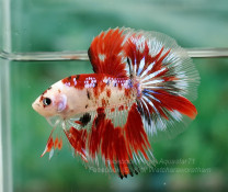 A050 - Koi Halfmoon Paar A050 - Koi Halfmoon Paar