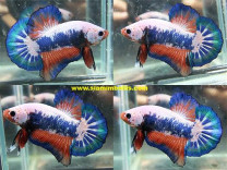 S363 - Fancy Koi Plakat Paar S363 - Fancy Koi Plakat Paar