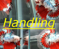 Handling Betta Thailand Handling Betta Thailand