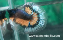 S082 - Black Yellow BF Halfmoon Paar S082 - Black Yellow BF Halfmoon Paar