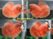 S003 - Orange Halfmoon Paar S003 - Orange Halfmoon Paar
