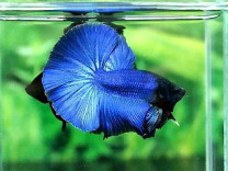 A005 - Blue Halfmoon Paar A005 - Blue Halfmoon Paar