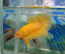 B307 - Yellow Plakat Paar