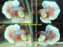 S058 - Dumbo Halfmoon Paar S058 - Dumbo Halfmoon Paar