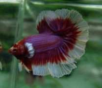 B047 - Salamander Halfmoon Paar B047 - Salamander Halfmoon Paar