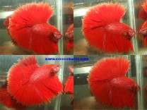 S001 - Red Halfmoon Paar S001 - Red Halfmoon Paar