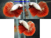 S020 - Red Dragon Halfmoon Paar S020 - Red Dragon Halfmoon Paar
