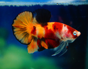 B355 - Koi Nemo Plakat Paar
