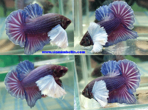 S350 - Salamander Big Ear (Dumbo) Plakat Paar
