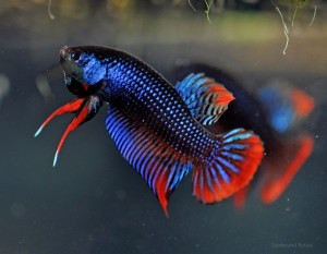 W003 - Blue imbellis Pair