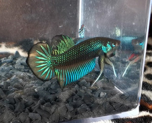 W013 - Yellow splendens Pair