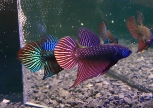 W008 - Copper smaragdina Pair