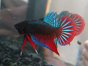 W015 - Splendens wild Pair