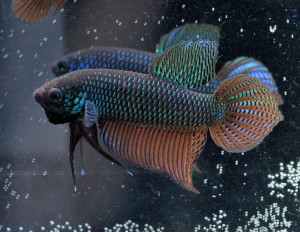 W011 - Betta sp. Guitar Pair