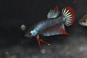 W004 - Steel blue imbellis Pair