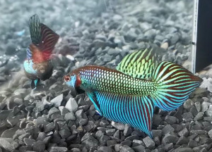 W012 - Betta mahachaiensis Pair
