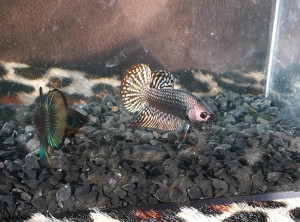 W007 - Copper Alien Pair