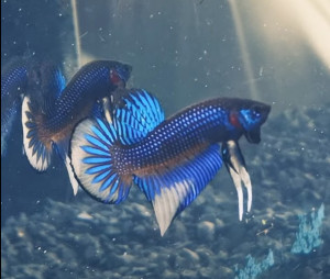 W020 - Yellow imbellis Pair