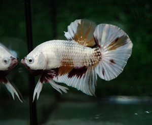 B327 - White Fancy Plakat Paar
