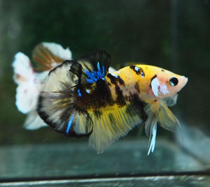 B328 - Yellow Tiger Plakat Paar