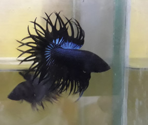 A208 - Black King Crowntail Paar -selten-