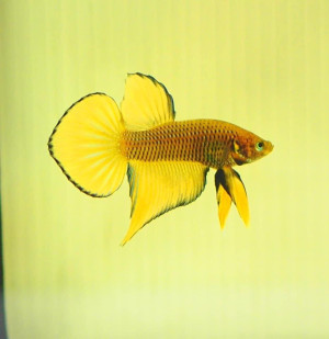 W022 - Yellow splendens Paar