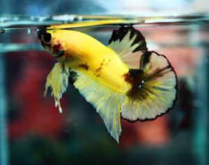 B360 - Yellow Fancy Plakat Paar