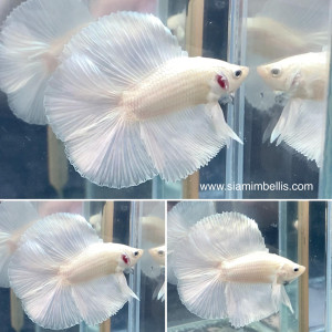S137 - Opaque Doubletail Paar