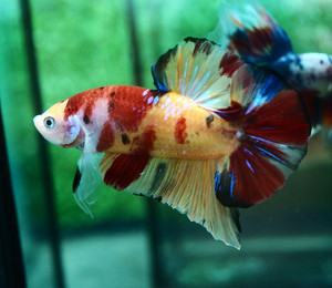 B601 - Koi Giant Plakat