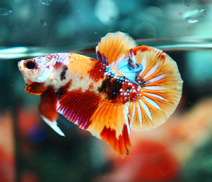 B361 - Koi Nemo Plakat Paar