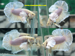 S352 - Lemon Gas Big Ear (Dumbo) Plakat Paar