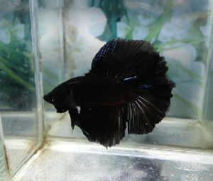 B001 - Superblack Halfmoon Paar