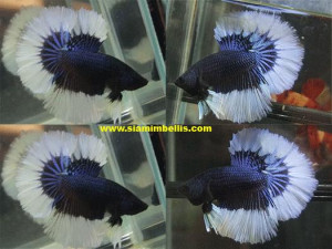 S053 - Black Butterfly Halfmoon Paar