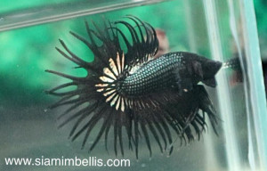 S237 - Black Copper Crowntail Paar